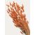 CORAIL
